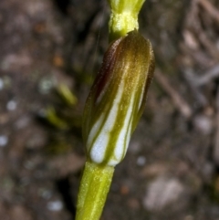 Pterostylis vernalis at West Nowra, NSW - 20 Aug 2010