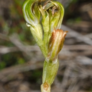 Pterostylis vernalis at West Nowra, NSW - suppressed