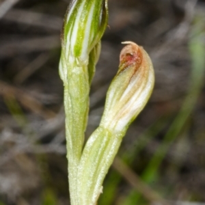 Pterostylis vernalis at West Nowra, NSW - suppressed