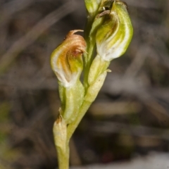 Pterostylis vernalis at West Nowra, NSW - suppressed