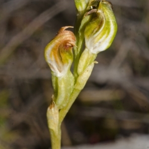 Pterostylis vernalis at West Nowra, NSW - suppressed