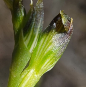 Pterostylis vernalis at West Nowra, NSW - suppressed