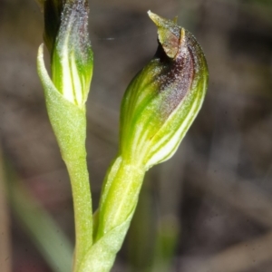 Pterostylis vernalis at West Nowra, NSW - suppressed