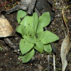 Pterostylis vernalis at West Nowra, NSW - 30 Apr 2009 by AlanS