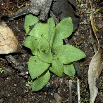 Pterostylis vernalis at West Nowra, NSW - 29 Apr 2009 by AlanS