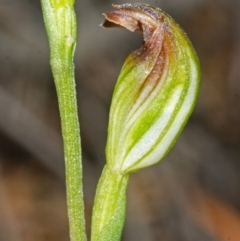 Pterostylis sp. (A Greenhood) at Jervis Bay, JBT - 23 Apr 2015 by AlanS