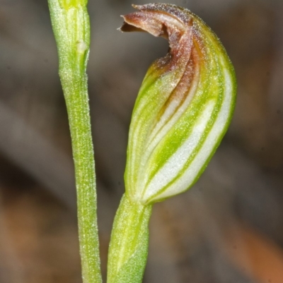 Pterostylis sp. (A Greenhood) at Booderee National Park - 23 Apr 2015 by AlanS