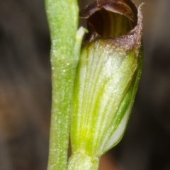 Pterostylis sp. at Jervis Bay, JBT - 24 Apr 2015