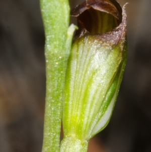 Pterostylis sp. at Jervis Bay, JBT - 24 Apr 2015