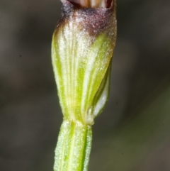 Pterostylis sp. at Jervis Bay, JBT - 24 Apr 2015