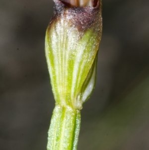 Pterostylis sp. at Jervis Bay, JBT - 24 Apr 2015