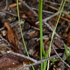 Pterostylis sp. at Jervis Bay, JBT - 24 Apr 2015