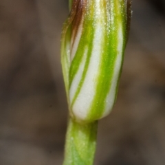 Pterostylis sp. at Jervis Bay, JBT - 24 Apr 2015