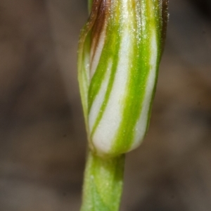 Pterostylis sp. at Jervis Bay, JBT - 24 Apr 2015