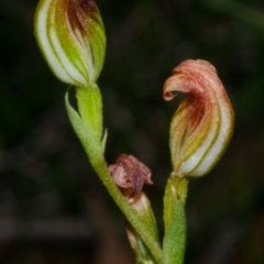 Pterostylis parviflora (Tiny Greenhood) at Moollattoo, NSW - 26 Apr 2012 by AlanS