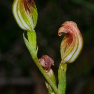 Speculantha parviflora at Moollattoo, NSW - suppressed