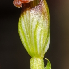 Speculantha parviflora at Moollattoo, NSW - suppressed