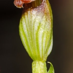 Pterostylis parviflora at Moollattoo, NSW - 27 Apr 2012