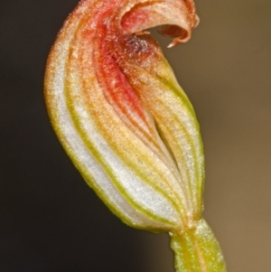 Speculantha parviflora at Moollattoo, NSW - suppressed