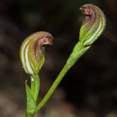 Speculantha parviflora at Moollattoo, NSW - suppressed