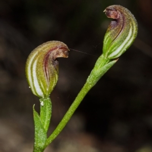 Speculantha parviflora at Moollattoo, NSW - suppressed