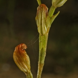 Pterostylis sp. at Yerriyong, NSW - suppressed