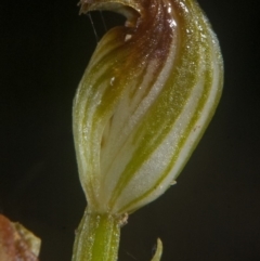 Pterostylis sp. at Yerriyong, NSW - suppressed