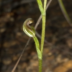 Pterostylis sp. (A Greenhood) at Cambewarra Range Nature Reserve - 15 Feb 2012 by AlanS
