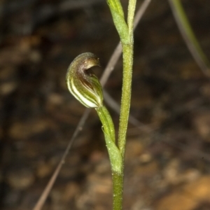 Pterostylis sp. at Browns Mountain, NSW - 16 Feb 2012
