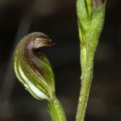 Pterostylis sp. (A Greenhood) at Browns Mountain, NSW - 15 Feb 2012 by AlanS