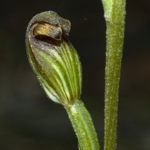 Pterostylis sp. at Browns Mountain, NSW - 15 Feb 2012