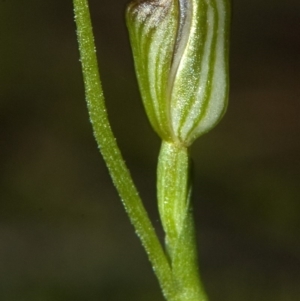 Pterostylis ventricosa at Undefined, NSW - 22 Mar 2011