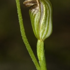 Pterostylis ventricosa at Undefined, NSW - 22 Mar 2011