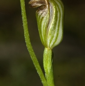 Pterostylis ventricosa at Undefined, NSW - suppressed