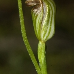 Pterostylis ventricosa at Undefined, NSW - 22 Mar 2011