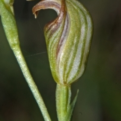 Pterostylis ventricosa at Yatte Yattah, NSW - 8 Apr 2011 by AlanS