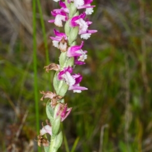 Spiranthes australis at Culburra Beach, NSW - suppressed