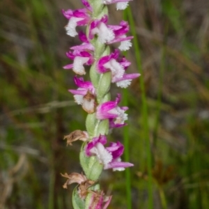 Spiranthes australis at Culburra Beach, NSW - suppressed