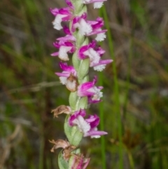 Spiranthes australis at Culburra Beach, NSW - 5 Feb 2015