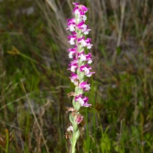 Spiranthes australis at Culburra Beach, NSW - suppressed