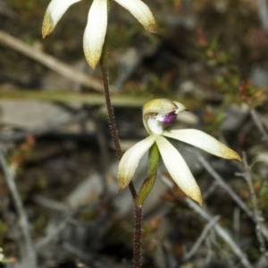 Caladenia testacea at Falls Creek, NSW - suppressed