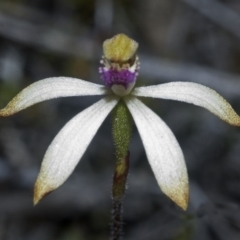 Caladenia testacea at Falls Creek, NSW - suppressed