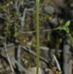 Caladenia testacea at Falls Creek, NSW - suppressed