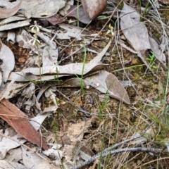 Caladenia testacea (Honey Caladenia) at Comberton, NSW - 21 Sep 2015 by AlanS