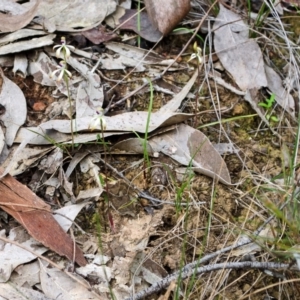 Caladenia testacea at Comberton, NSW - 22 Sep 2015