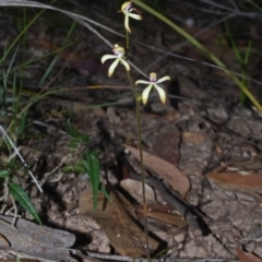 Caladenia testacea (Honey Caladenia) at Wollumboola, NSW - 29 Sep 2013 by AlanS