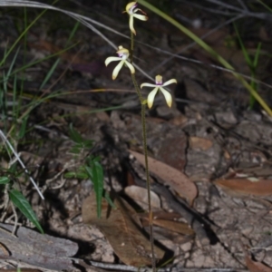 Caladenia testacea at Wollumboola, NSW - suppressed