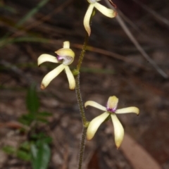 Caladenia testacea at Wollumboola, NSW - suppressed