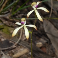 Caladenia testacea at Wollumboola, NSW - suppressed