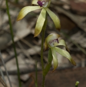 Caladenia testacea at Wollumboola, NSW - 10 Oct 2010